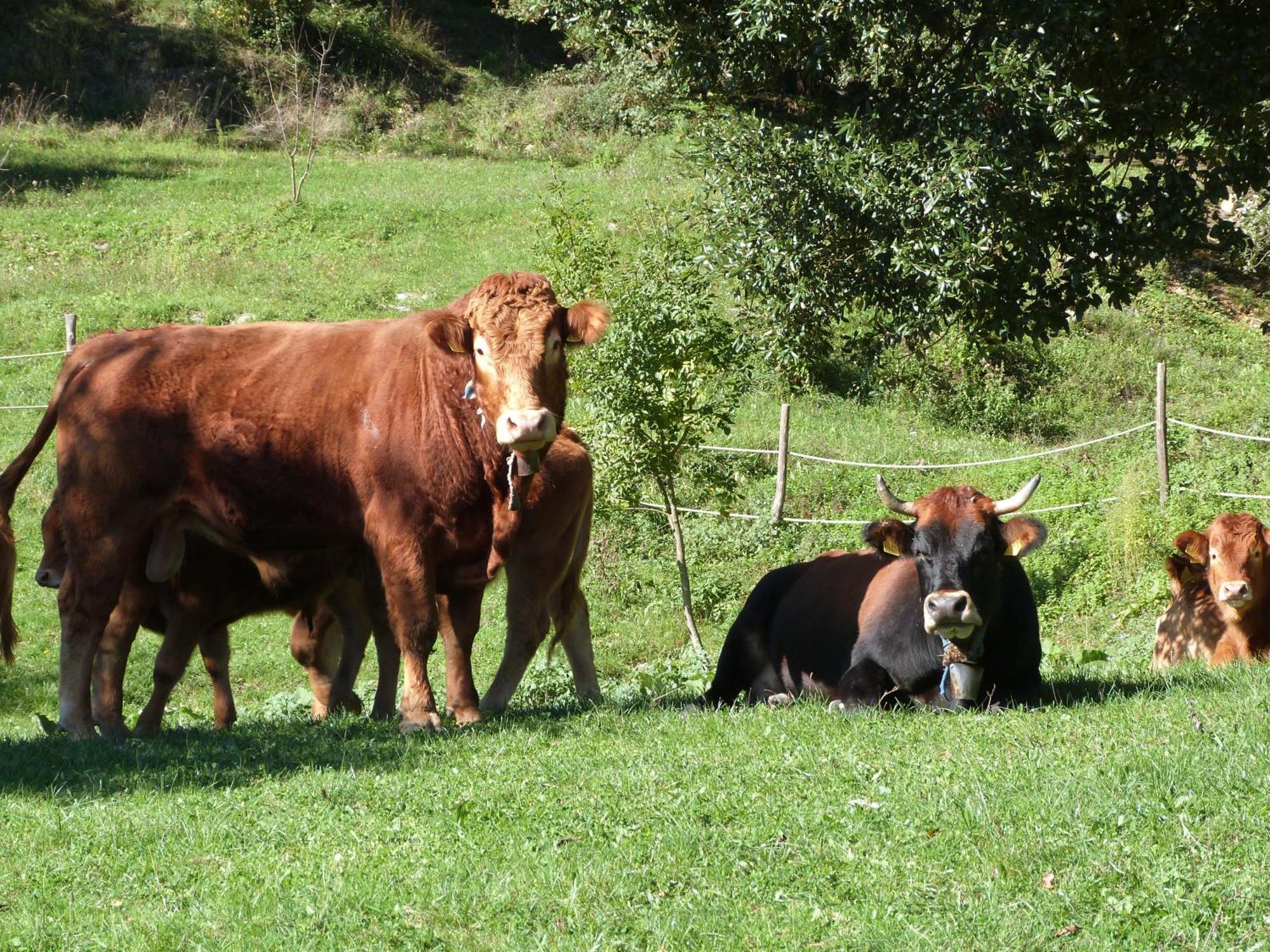 Agriturismo Giandriale Tavarone Eksteriør bilde